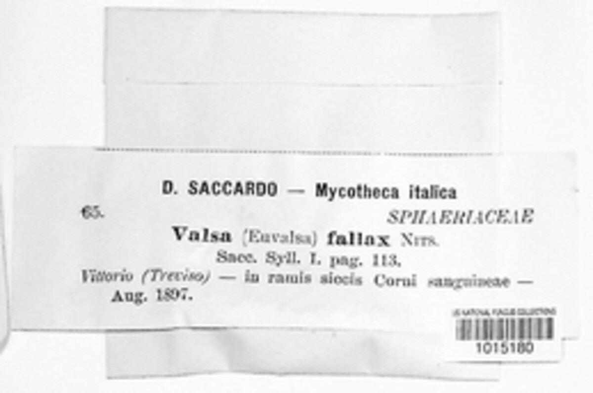 Cytospora fallax image